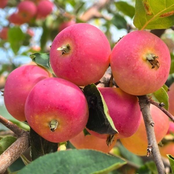 西安双省合作社精选