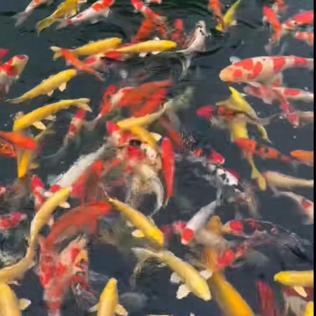 妍妍在这