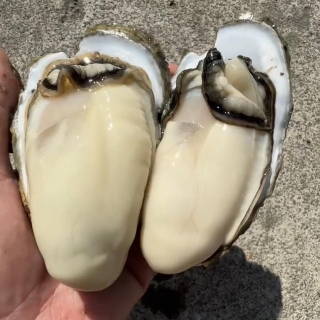 品赞蚝业