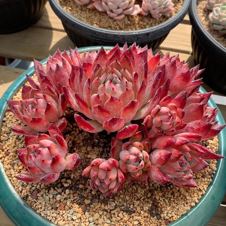 花枝之家多肉园艺