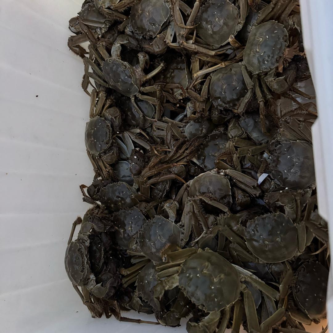 螃蟹批发，一件也发