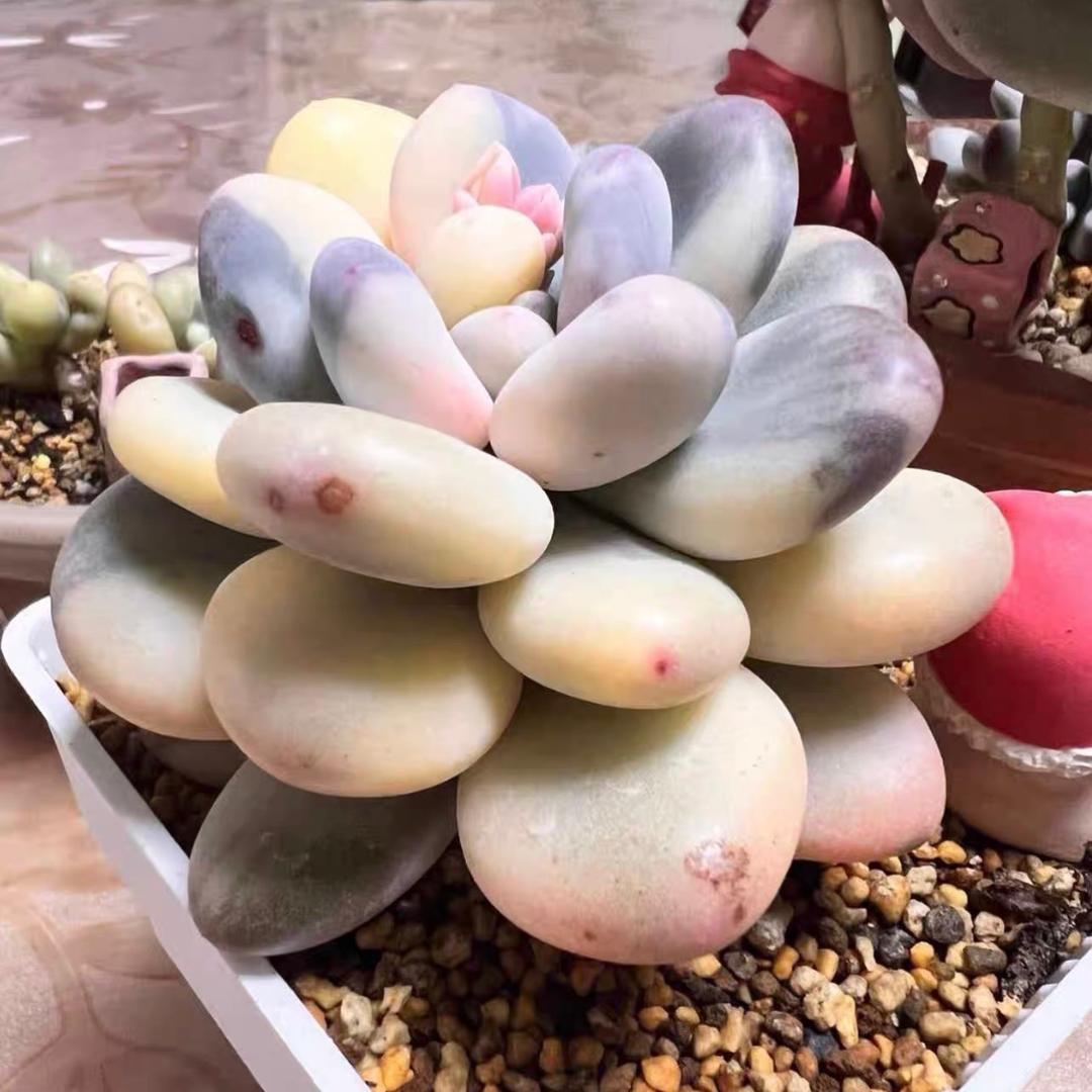 阿瑶家的奶丸子🍡