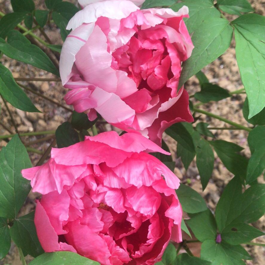 柃夏初开