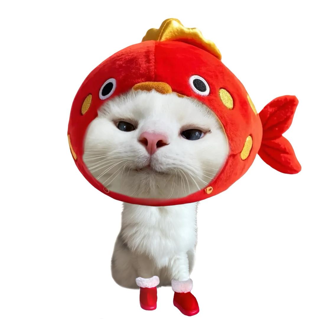 呆呆子