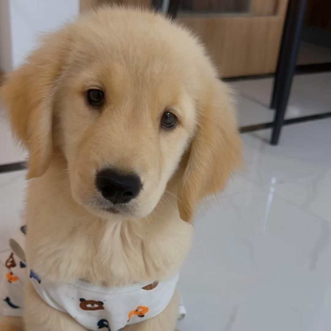 骆驼