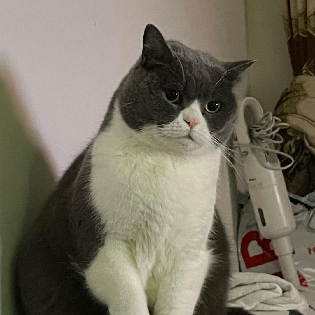 猫老板的铲屎官（上岸版）