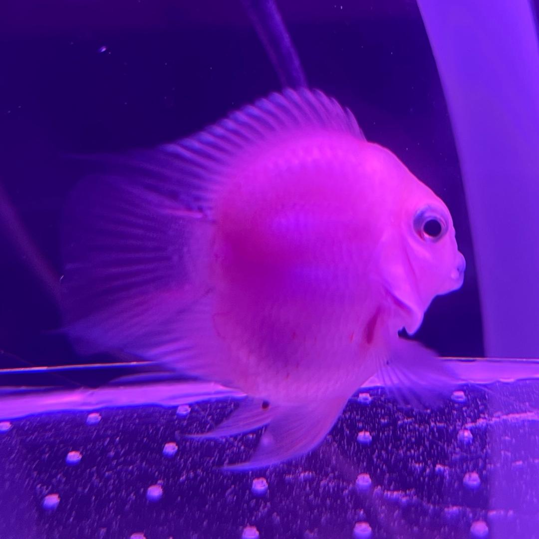 壹只鱼