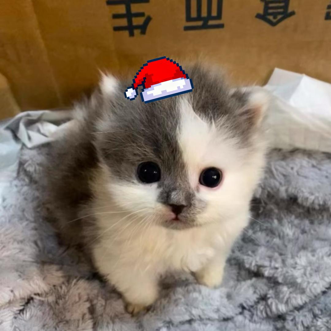 泥豪