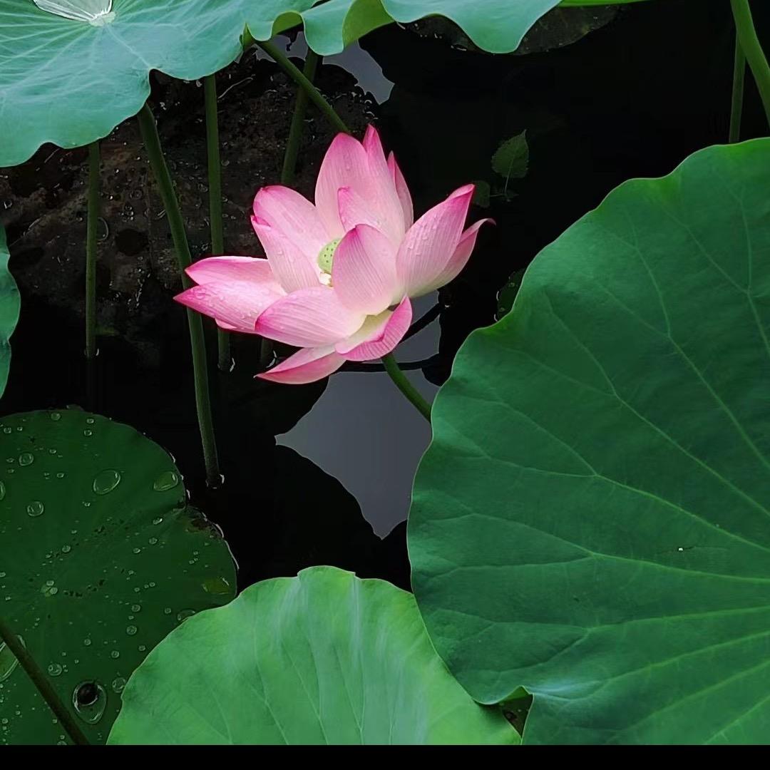 云海1