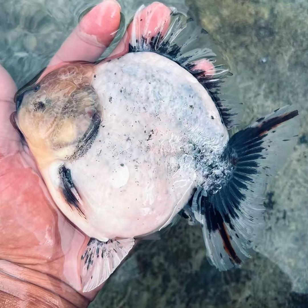 浩澜观赏鱼宠养殖基地