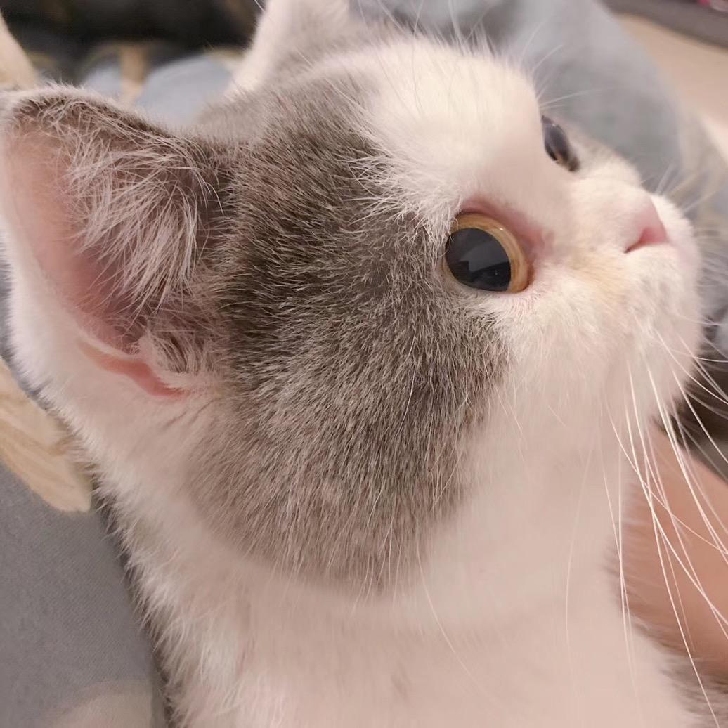 小花没烦恼