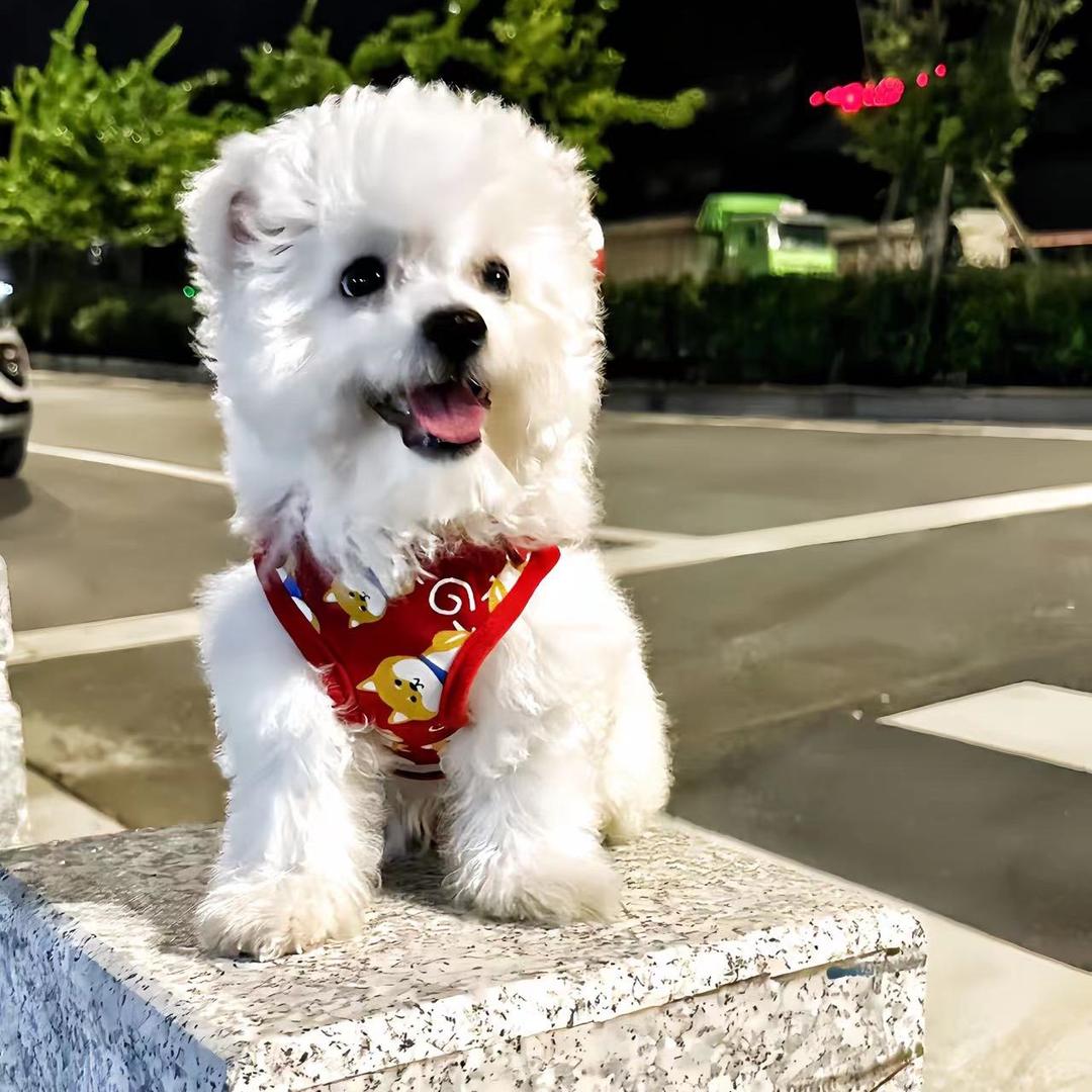 毛豆是只比熊🐾