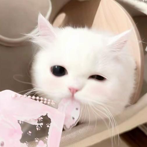 土豆豆