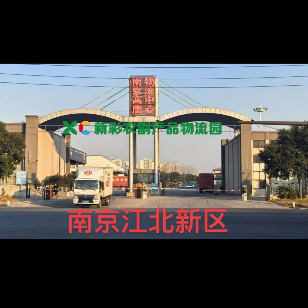 南京新彩，金文