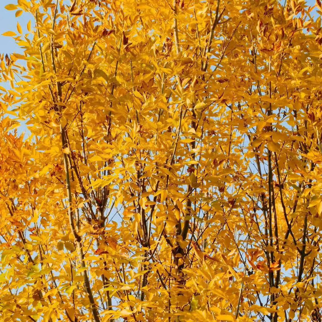 轻轻的我来了～