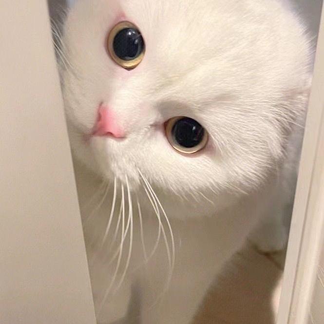 刘亦菲
