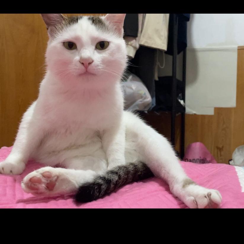 中分头喵子🐱