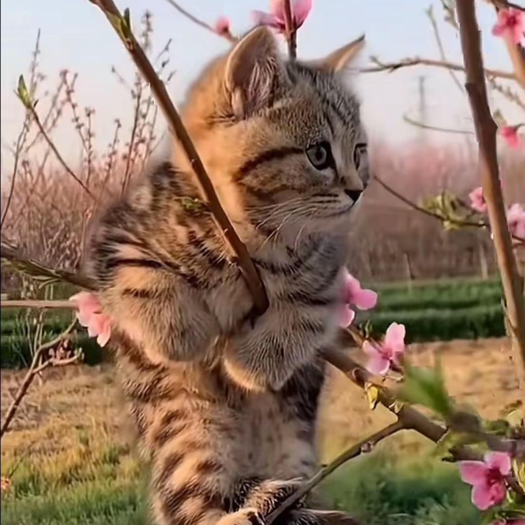 灰灰🐾