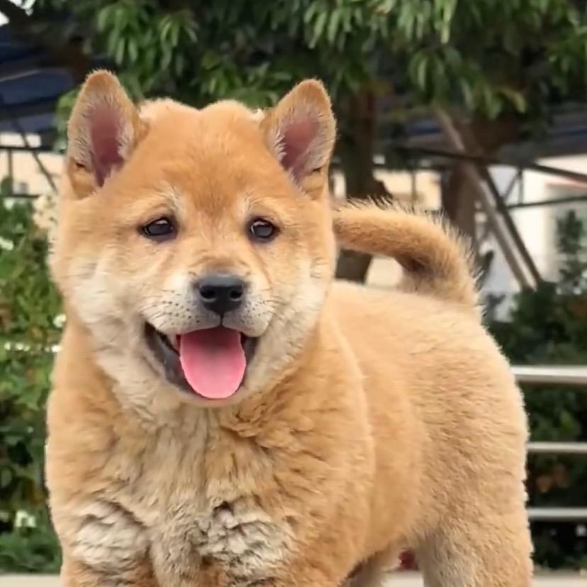 小梁田园犬