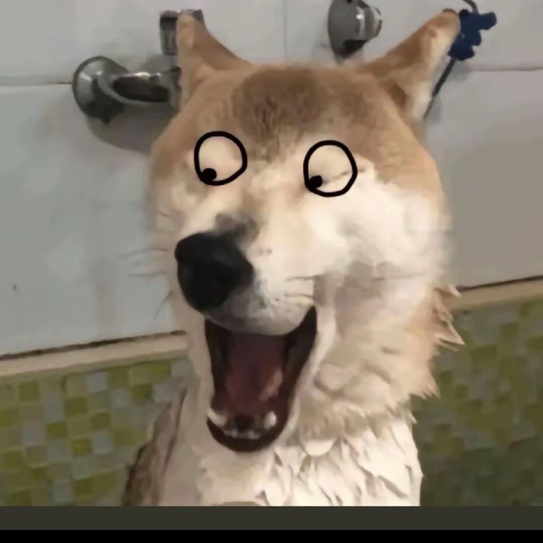 会飞的驴