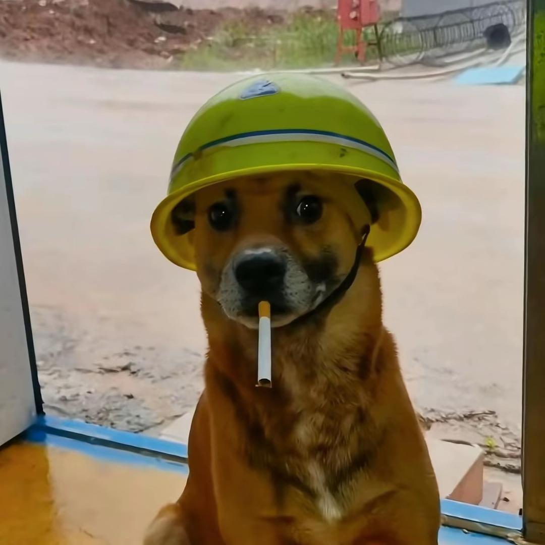 我姓白但不白