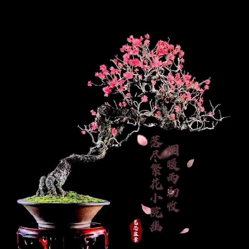 艺芯盆景