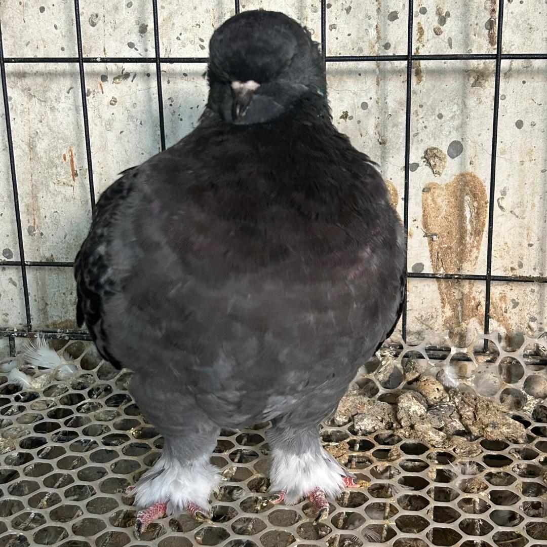 福悦鸽舍
