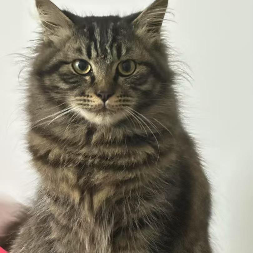 宠坏(三角洲行动)