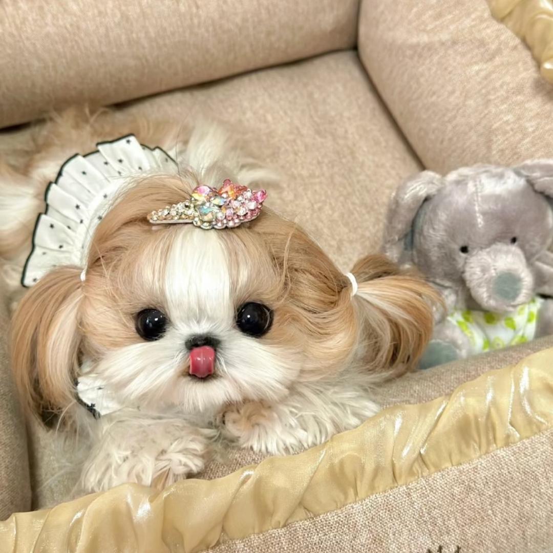 蘑菇家的约克夏🍄（直播号）