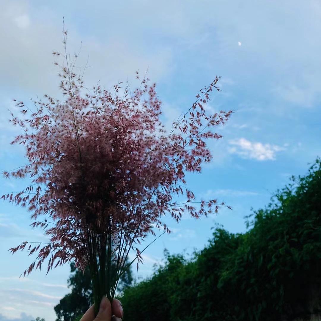 崔：C·͜･ui𐙚