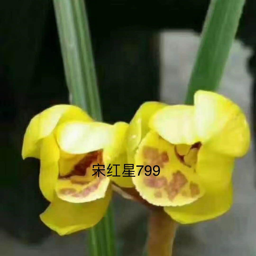 红星栾川惠