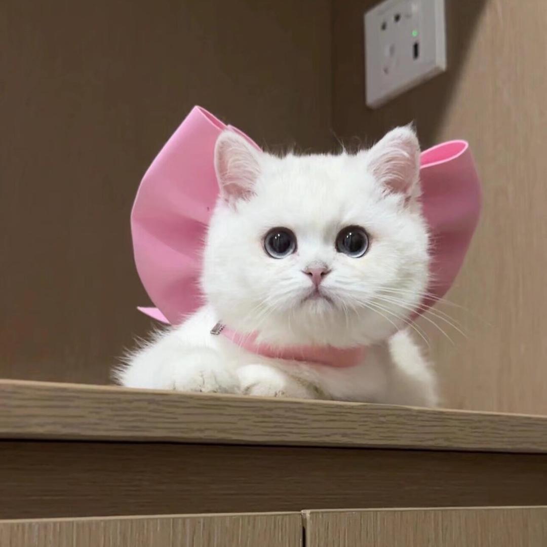 不加香菜.
