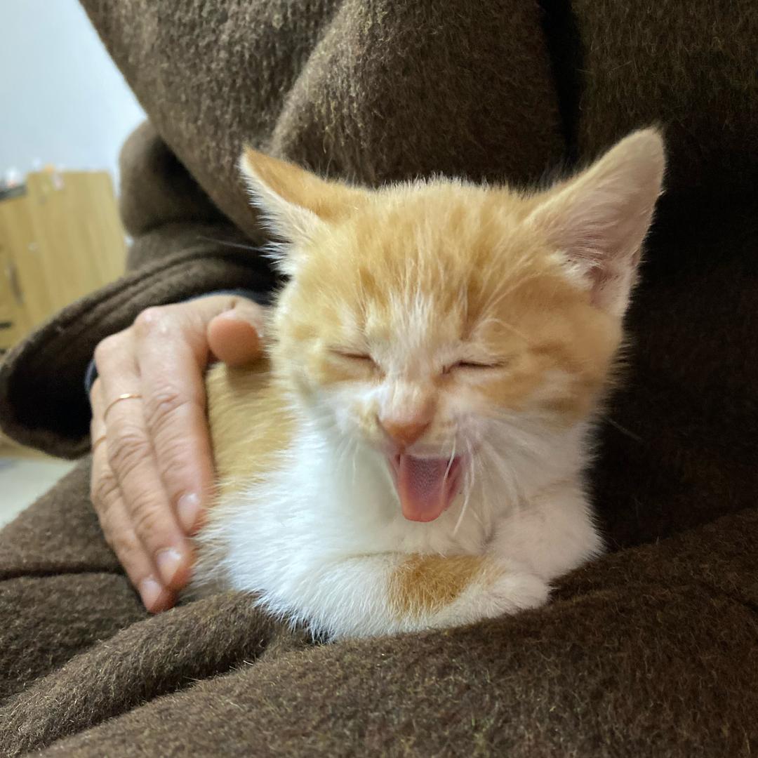 小咪流浪猫之团子黑仔