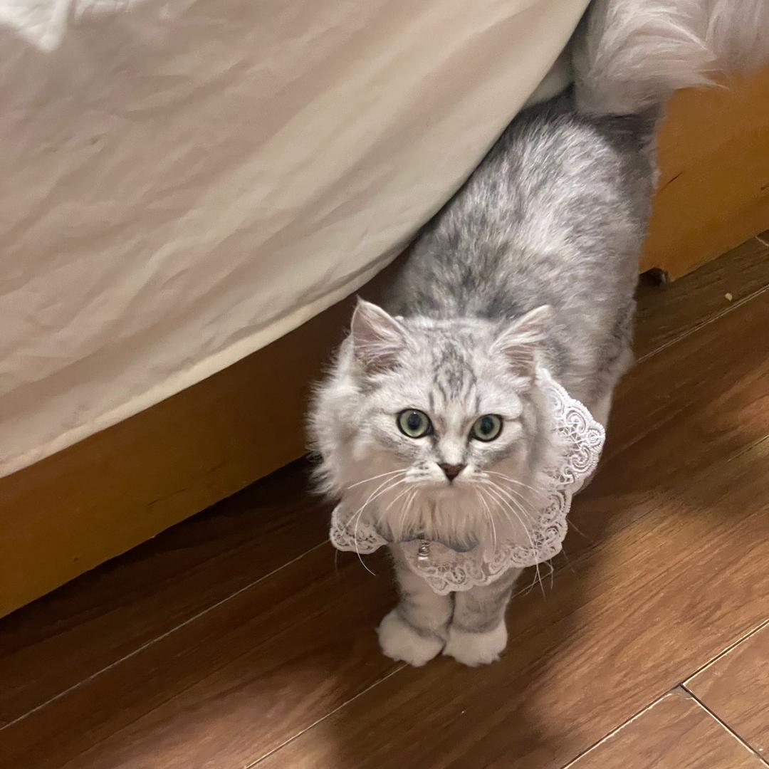 大红红蝴蝶公主·