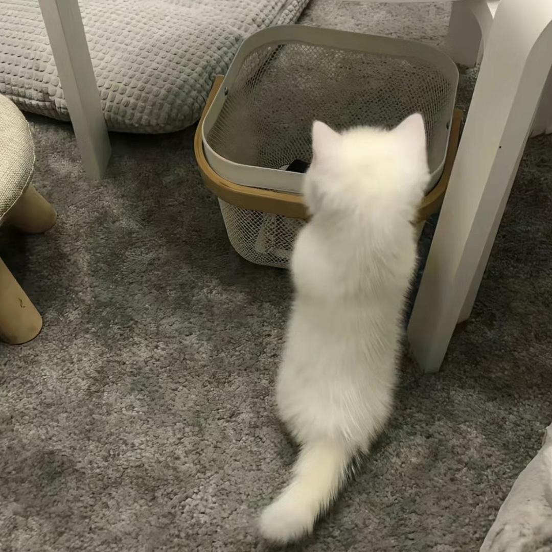 小猫不会魔法