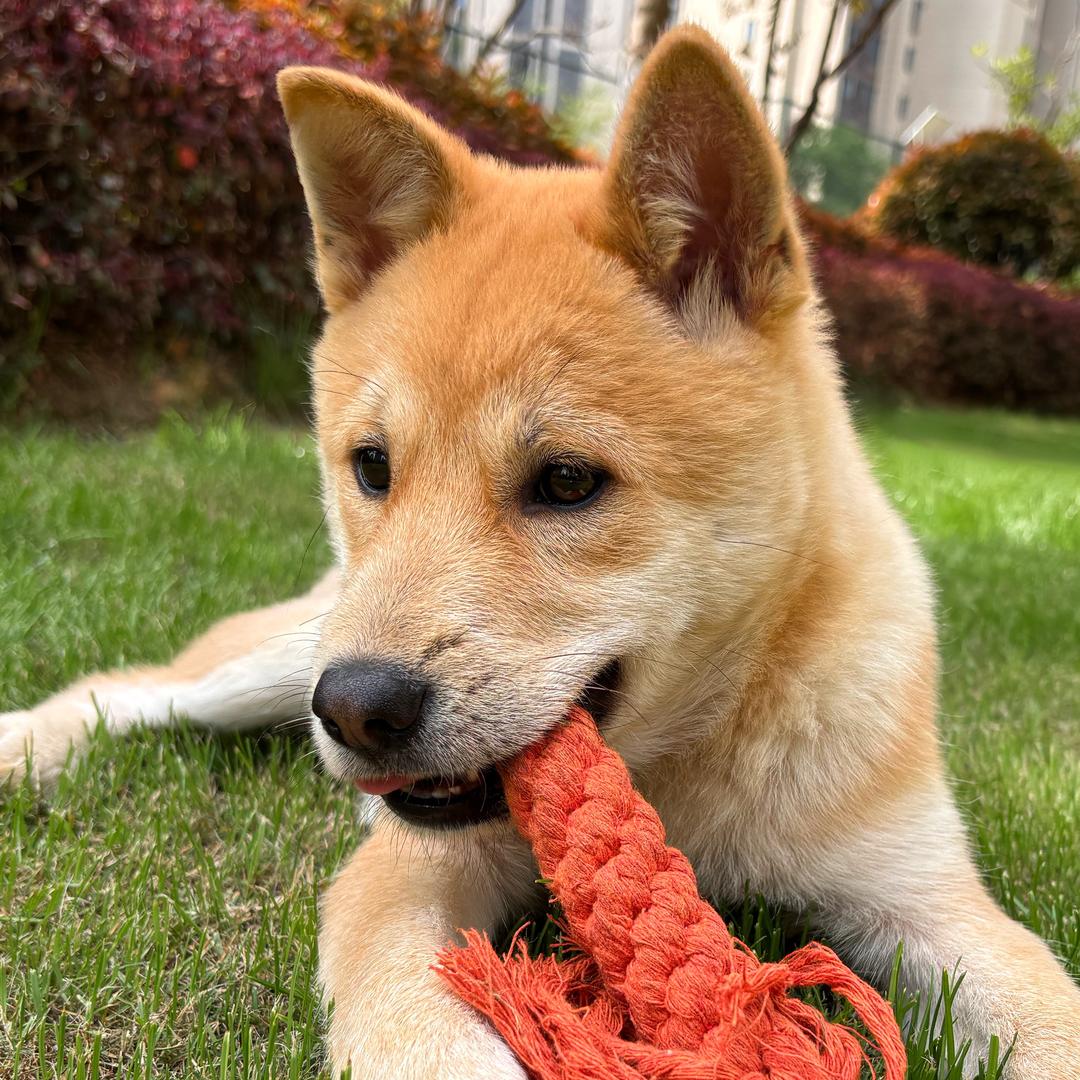 旺仔和福宝是田园犬