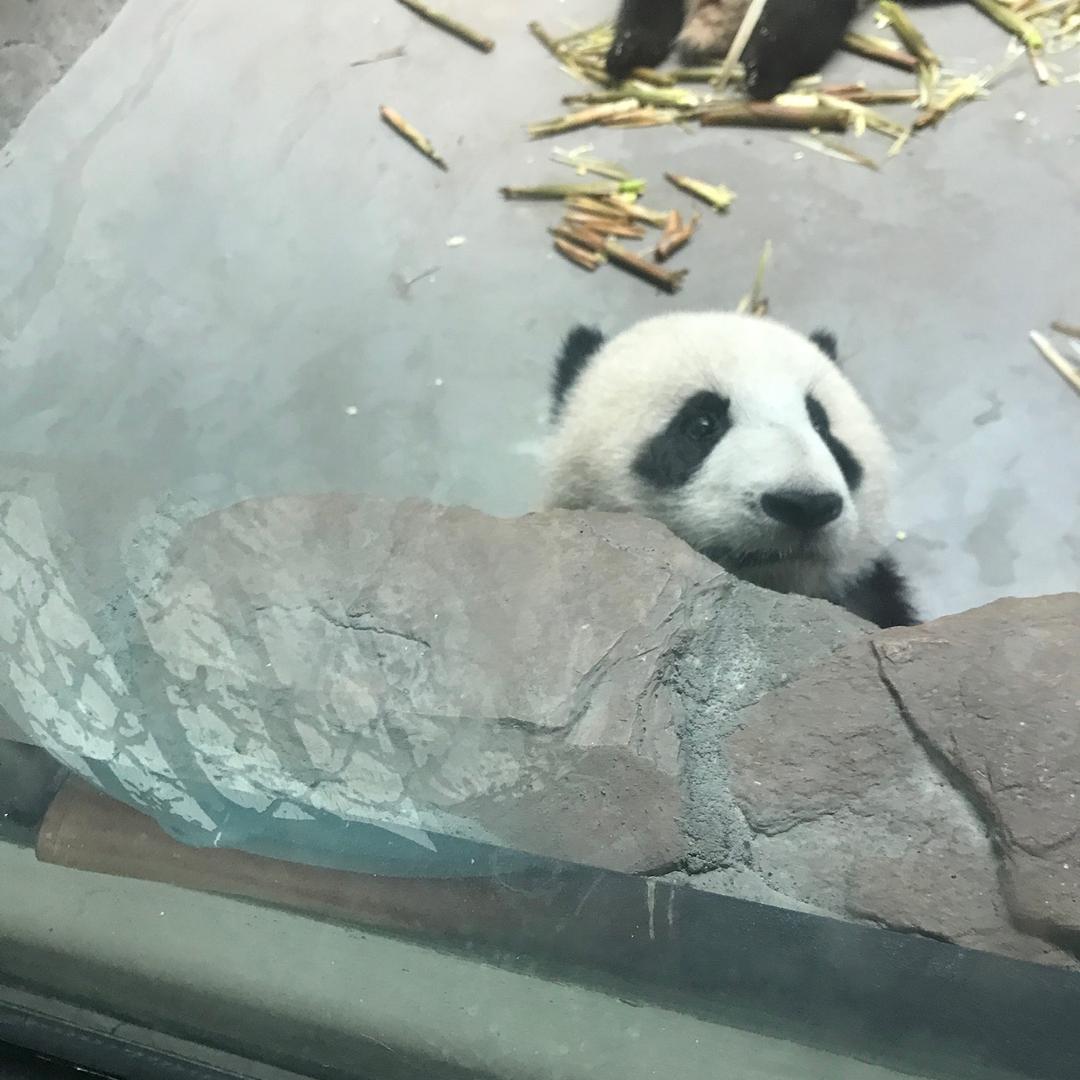 Panda🐼
