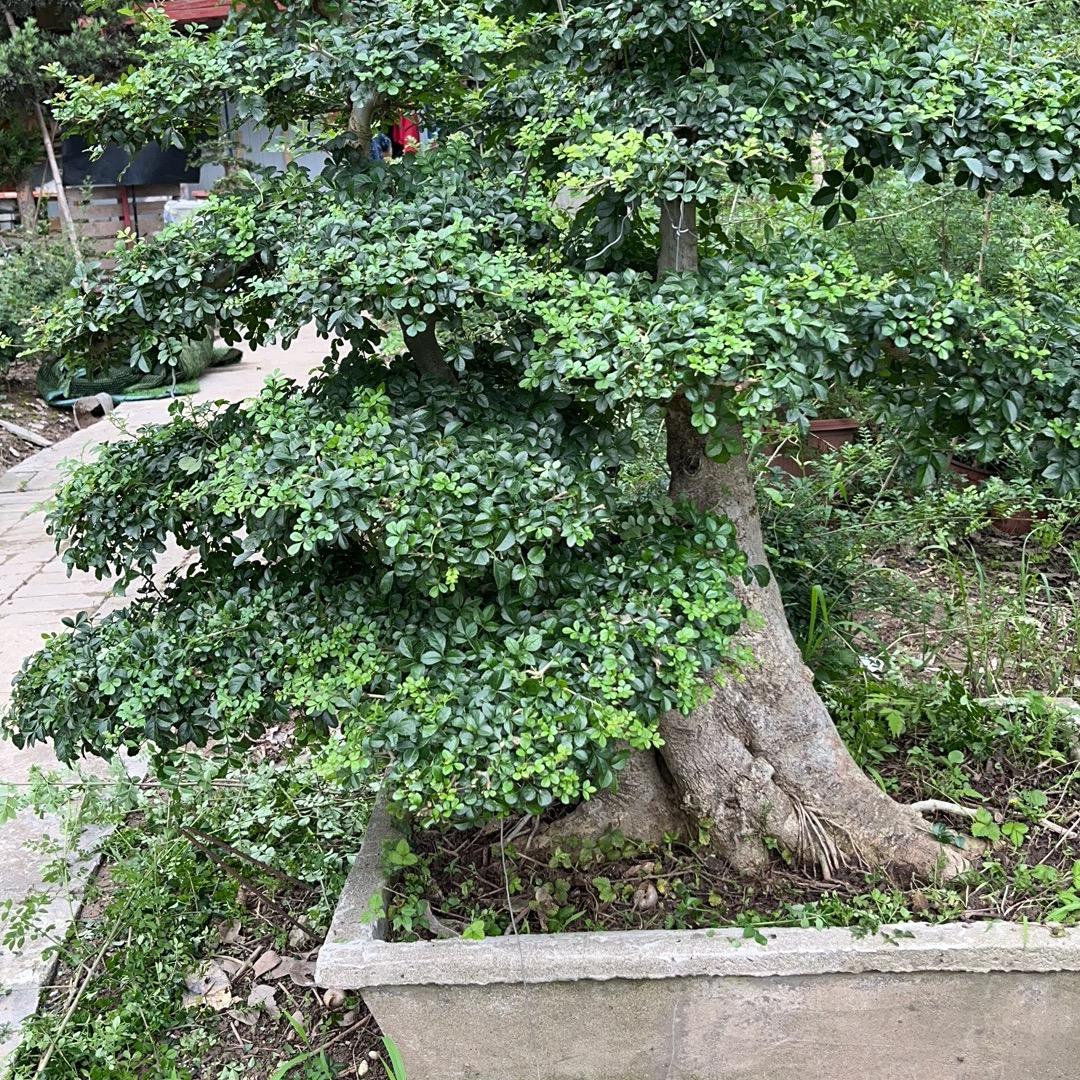 荆州老尹盆景