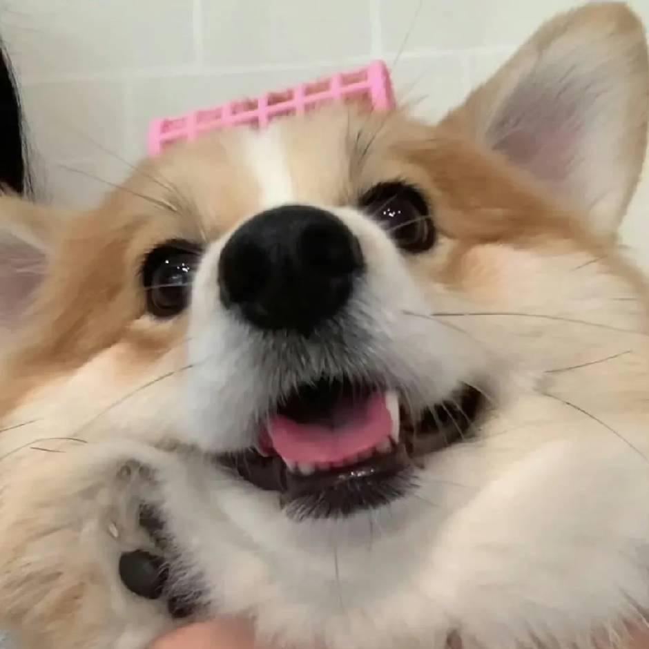 半截的诗