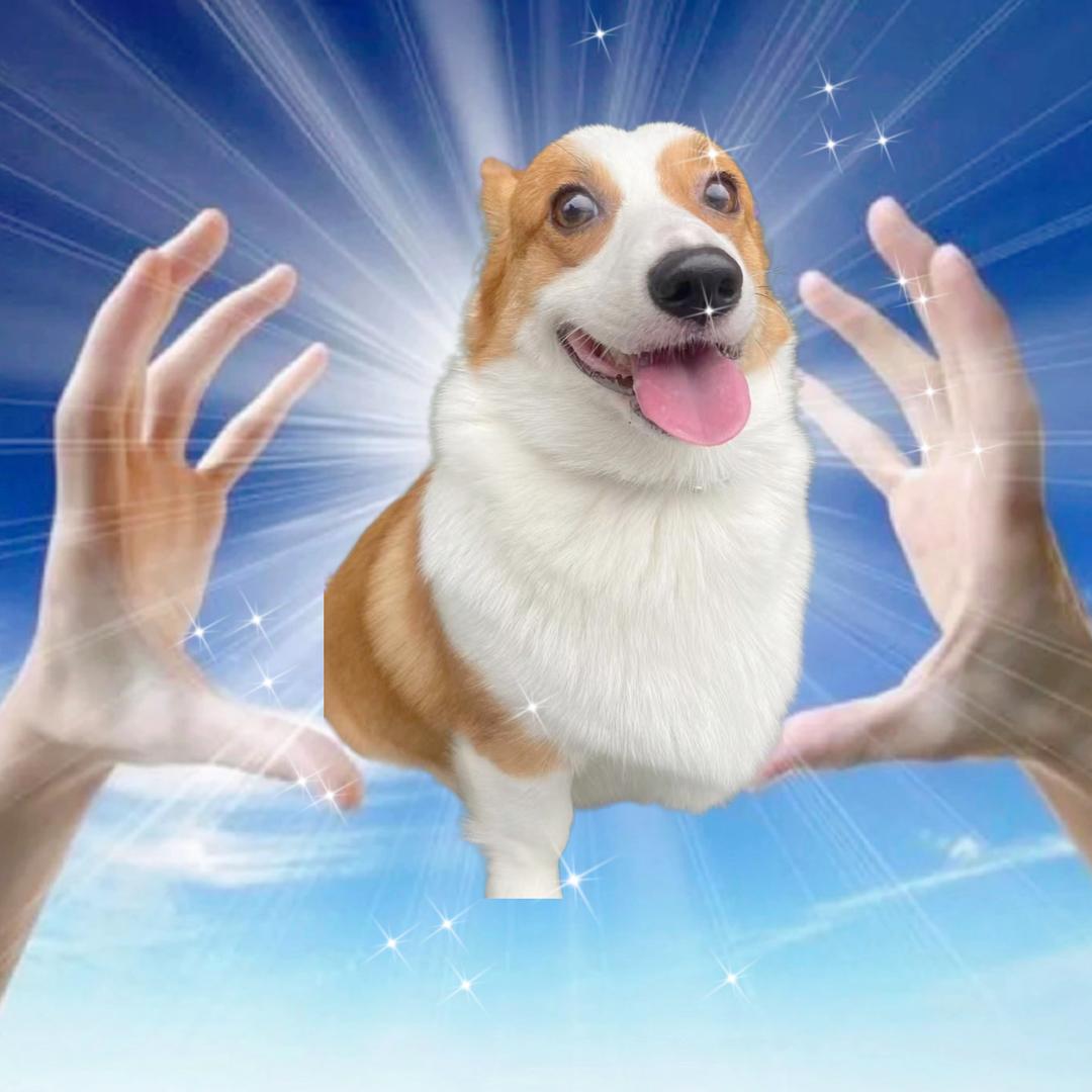 球球是只好吃狗儿🐶