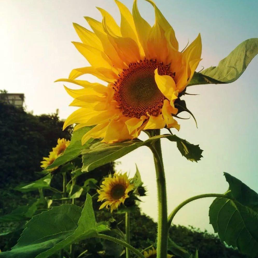 一朵向日葵🌻