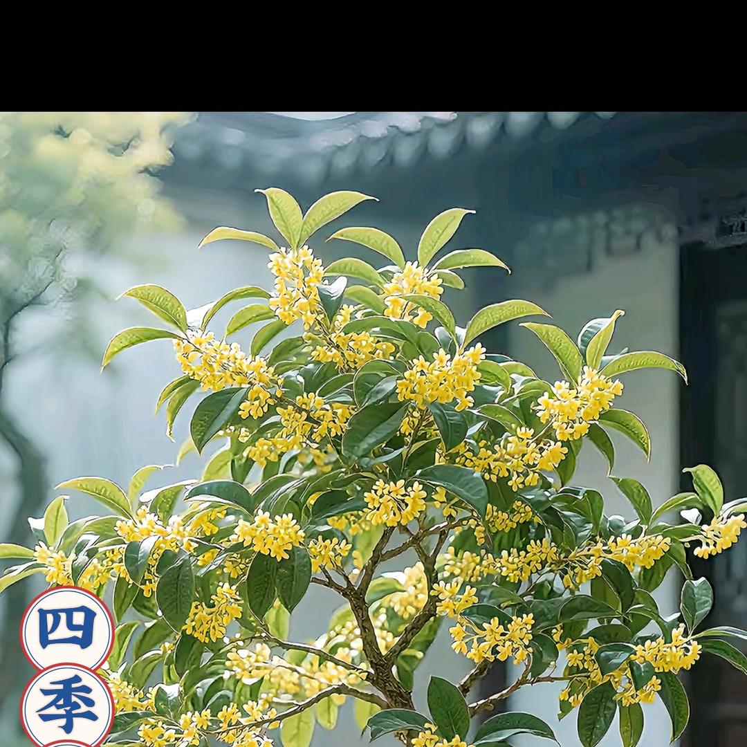 朝露花集