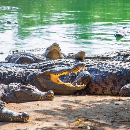 龙华区鳄水产经营部