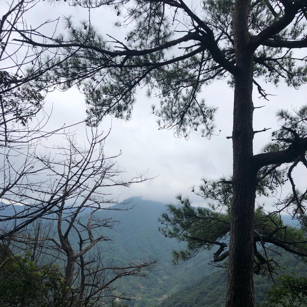 迷路的小鹿