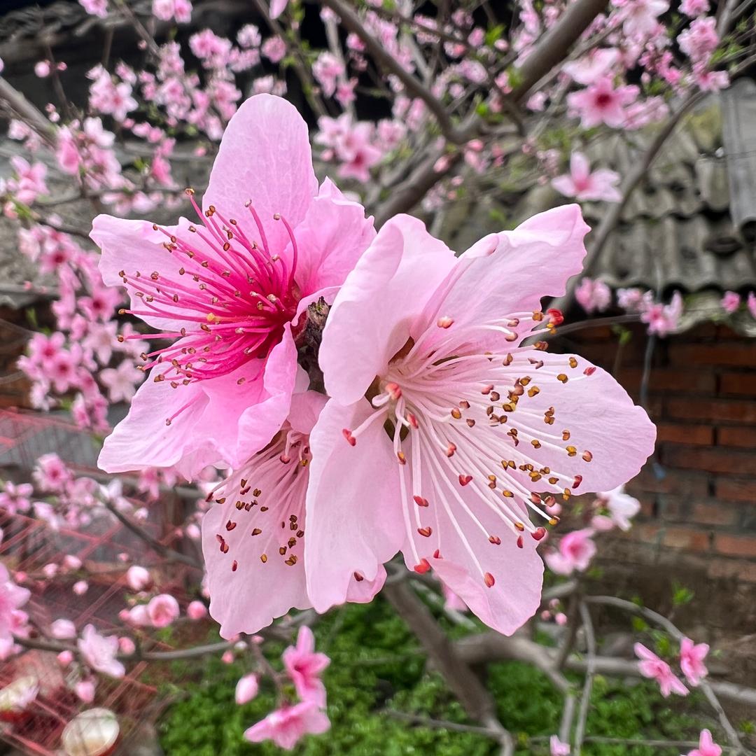 霞