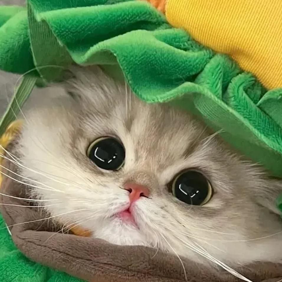 桓柳