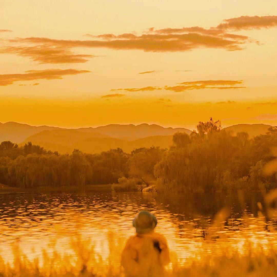 我与枯萎的玫瑰