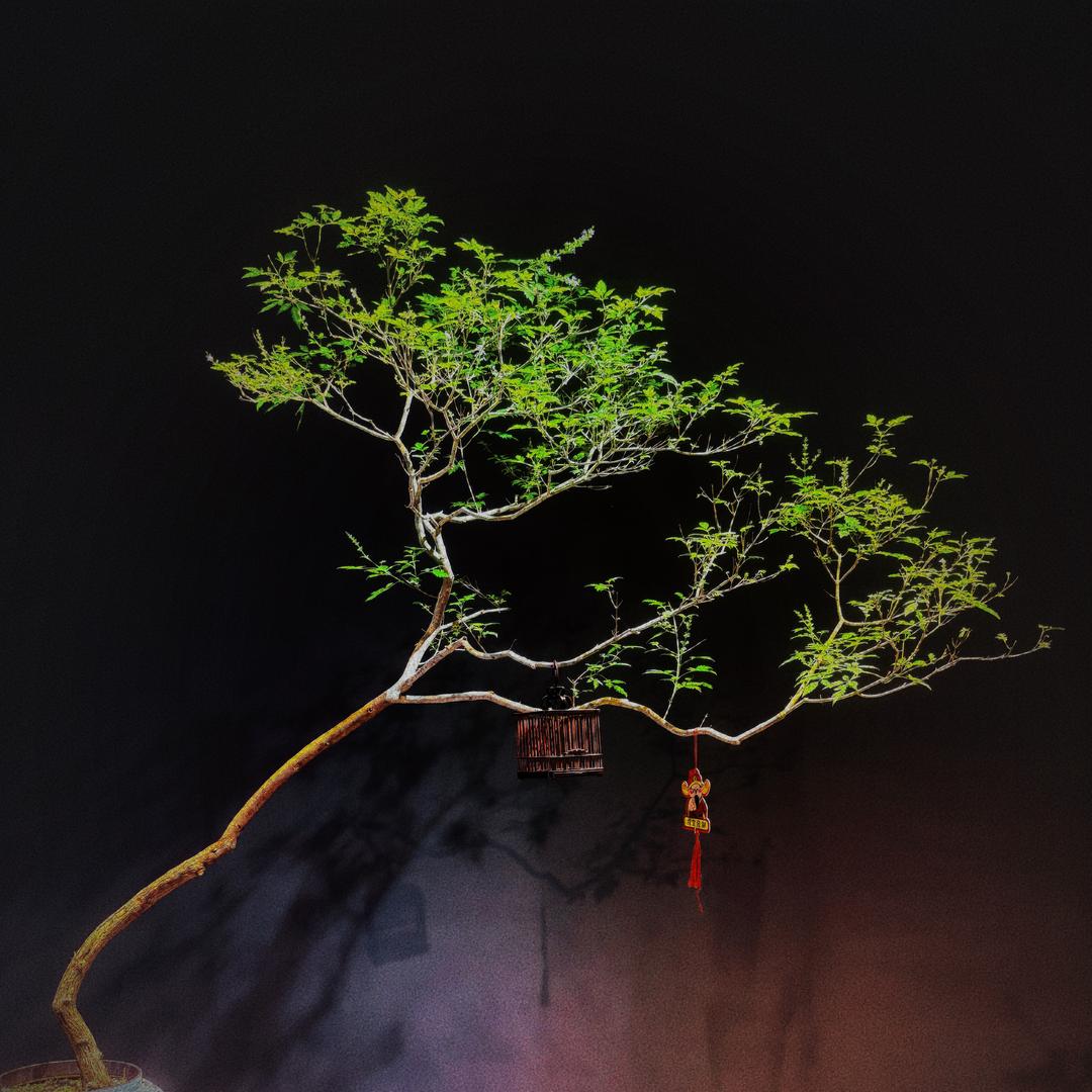 太行杨班长盆栽盆景