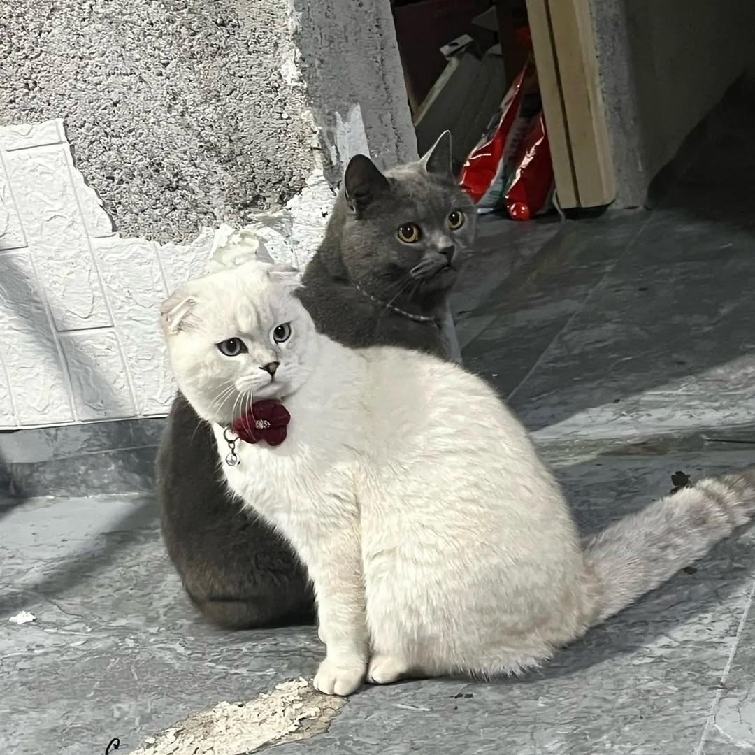 萱草忘忧，（橱窗有好物）