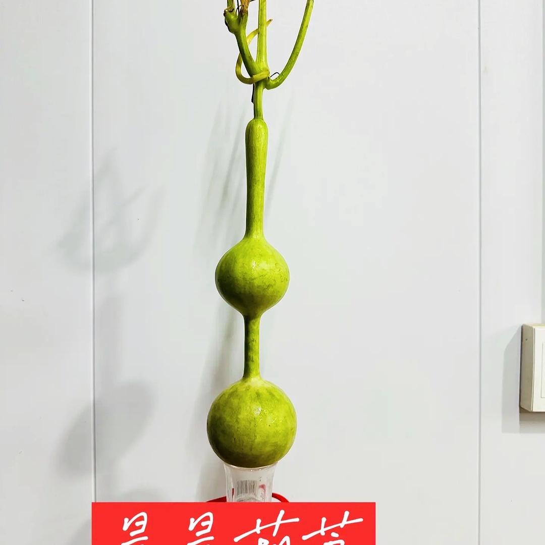 晨晨葫芦